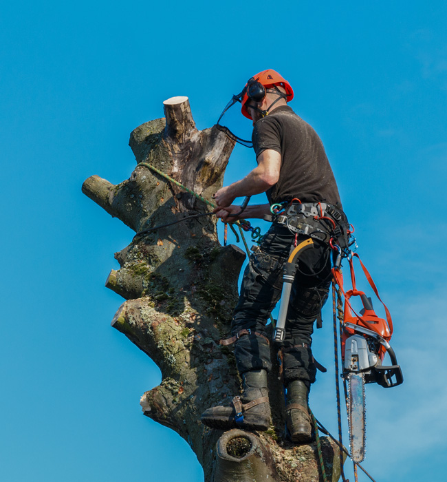 Baker Tree Experts Arborist Services