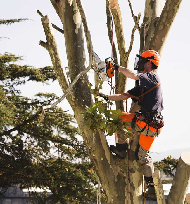 Baker Tree Experts Arborist Services